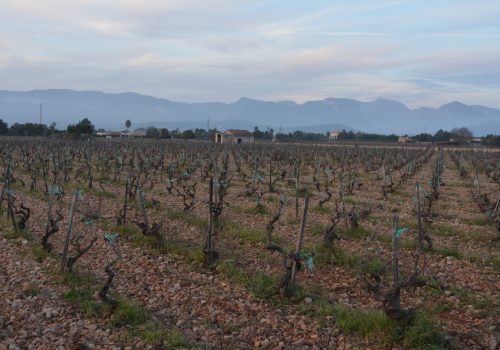 VIÑA DE VINS I PUNT A PLA DE BUC