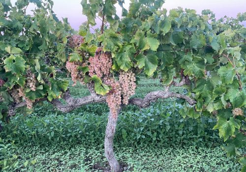 VINYA SEÑORA PREMSAL (1)